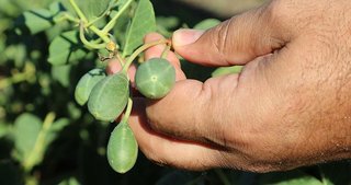 ’Sakin şehrin’ çiftçileri ’kapari’ ile gülecek