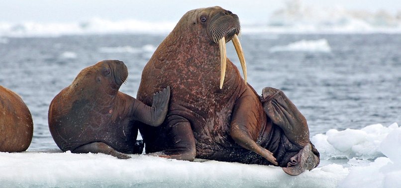 AS SEA ICE MELTS, SOME SAY WALRUSES NEED BETTER PROTECTION
