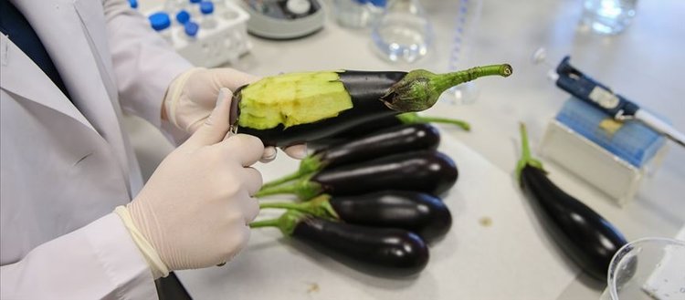 Deri hastalıklarına ’patlıcanlı’ çözüm
