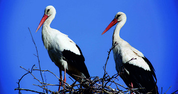 White storks nest in western Turkey’s Bursa on annual migration