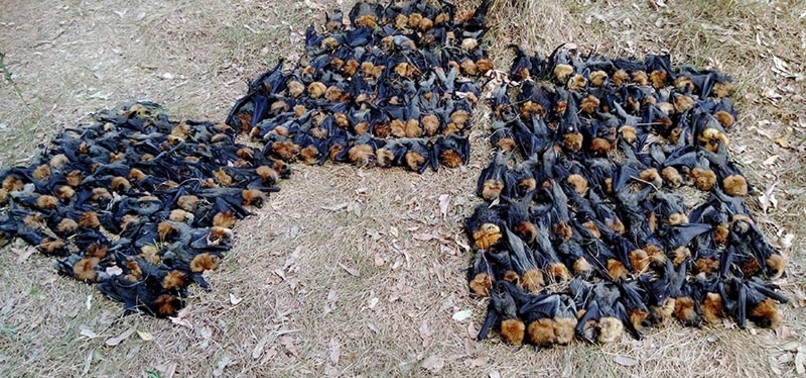 OVER 500 BABY BATS DROP DEAD IN RECORD SYDNEY HEATWAVE
