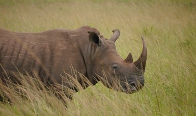 Tanzanian court sentences Mozambican national to 20 years for smuggling rhino horns