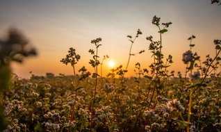 Karabuğday üreticiyi cezbediyor