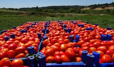Çanakkale tomatoes granted geographical indication status