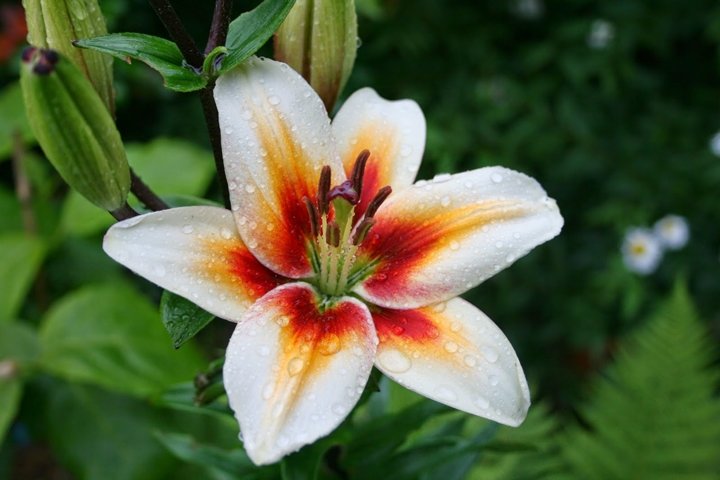 Edebiyatın velûd çiçekleri