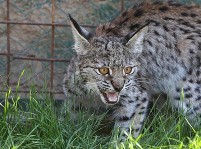 Danish zoo calls for pet donations to feed animals