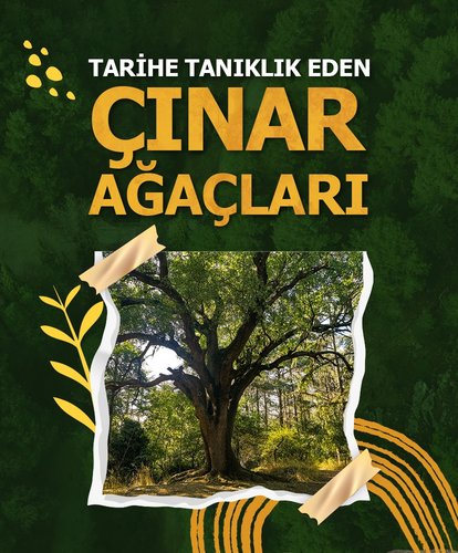 Tarihe tanıklık eden çınar ağaçları