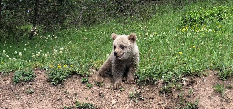 LOST BEAR CUB REUNITED WITH MOTHER IN NE TURKEY
