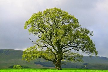 Tarihe tanıklık eden çınar ağaçları