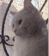 Bulut 