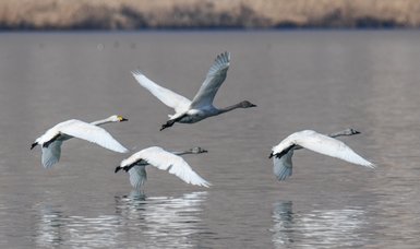 Turkey’s Lake Van basin hosts Siberian whooper swans