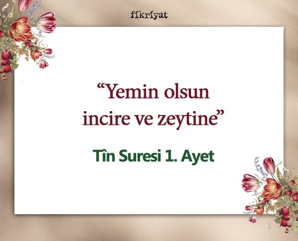 Bitkiler