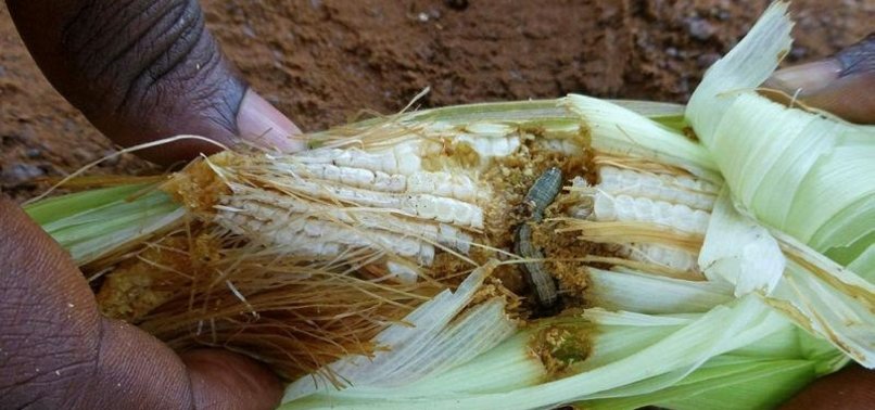 WESTERN KENYA FACES BRUNT OF FALL ARMYWORM INVASION