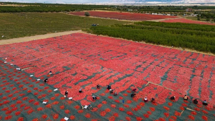 Dried tomato production expands in Malatya