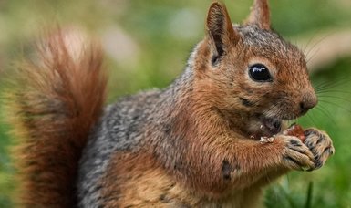 Squirrels enjoying autumn
