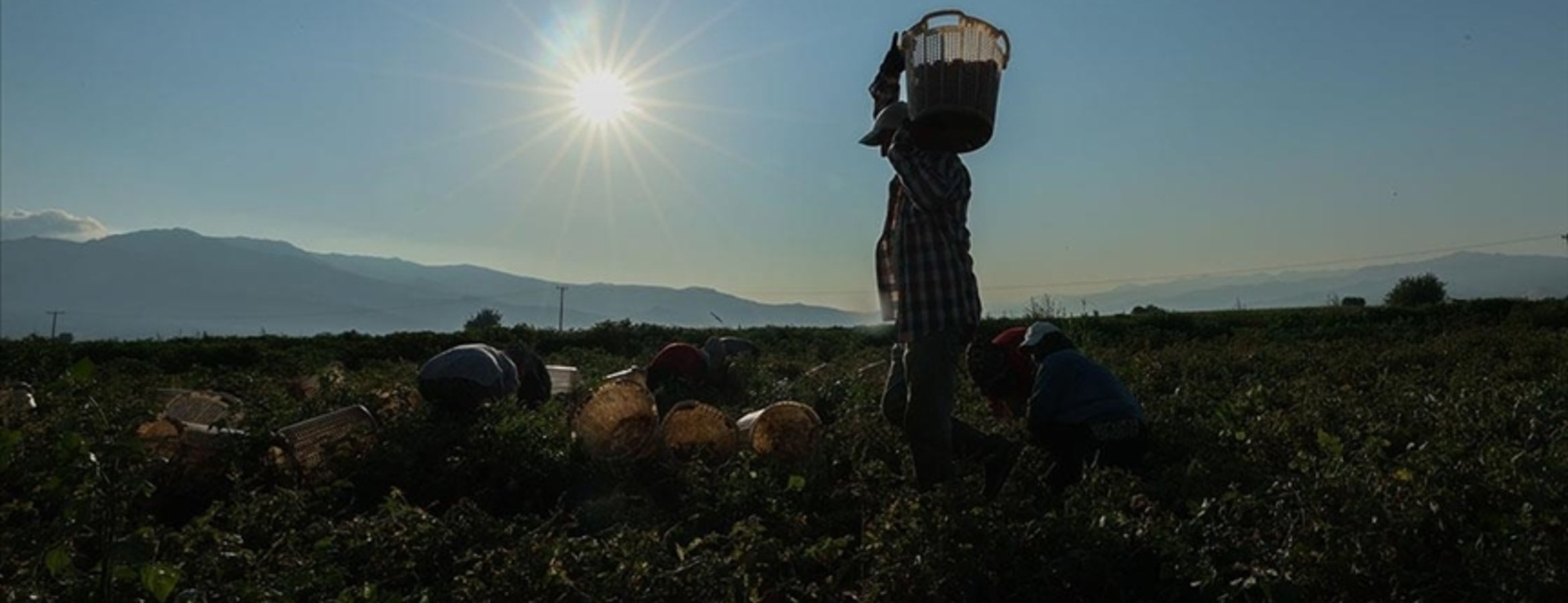 Tarımsal destek ödemelerine ilişkin istatistik bülteninin ilki yayımlandı