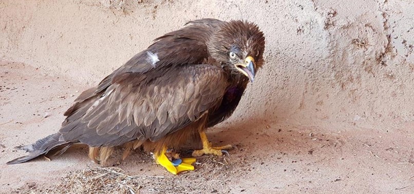 TURKISH MAN EQUIPS EAGLE WITH A 3D-PRINTED PROSTHETIC FOOT