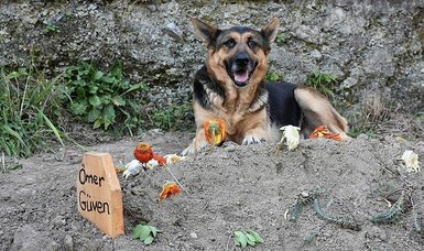 Loyal dog called Fero regularly visits gravesite of late owner