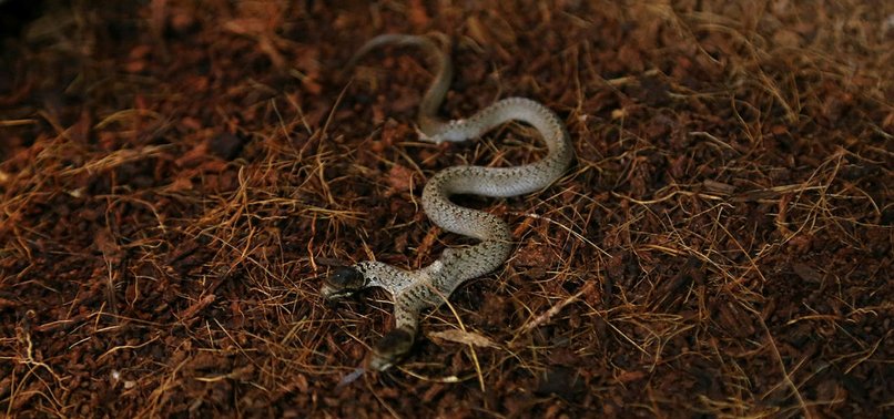 NEW SNAKE SPECIES DISCOVERED IN SOUTHEASTERN TURKEY