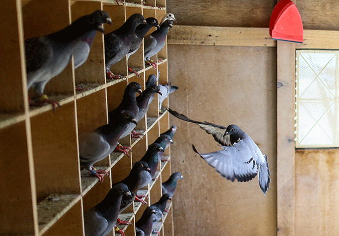 Bir yuvaya dönüş öyküsü