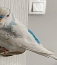 PAMUK