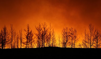 Forest fires increasing carbon dioxide emissions in atmosphere