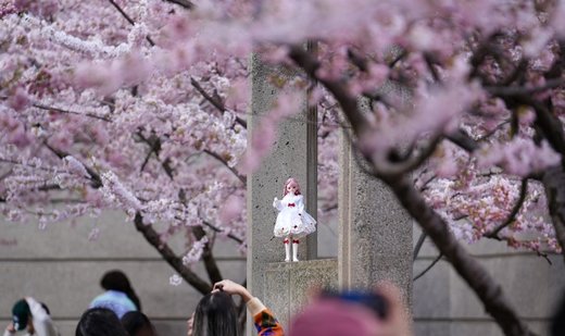 Cherry blossom season in Canada