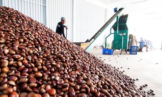 Rekolte arttı, ihracat hedefi yükseldi