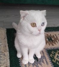 Sütlaç