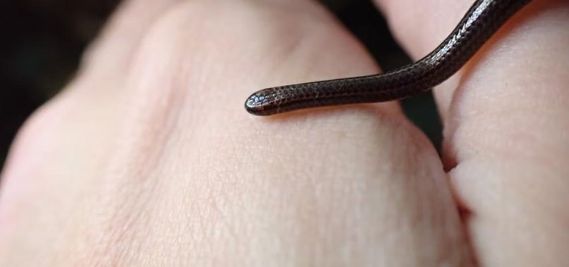 WORLDS SMALLEST SNAKE, THOUGHT EXTINCT, FOUND