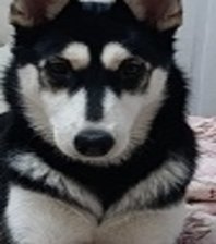 Asena