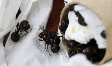 2,200 live ants found in his suitcase