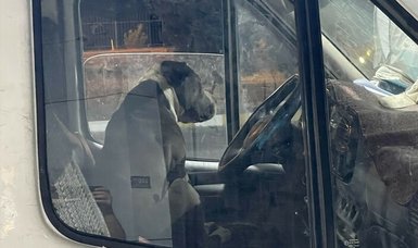 Pitbull panic at Aydın gas station