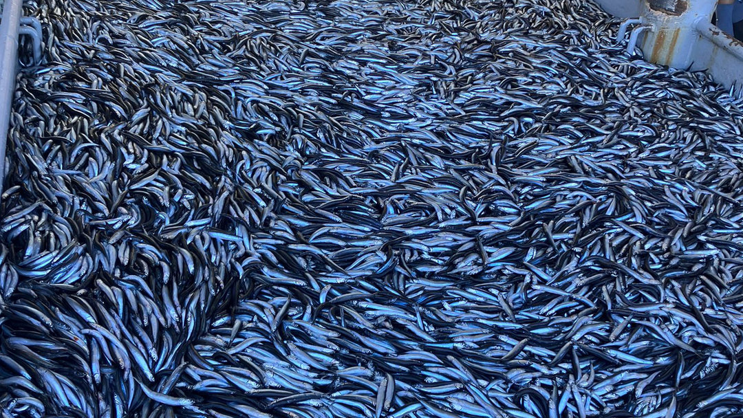 HAMSİ BEREKETİ YAŞANIYOR