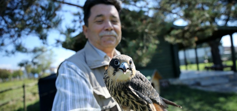 INSEPARABLE DUO: A HAWK AND A TURKISH MANS WILD FRIENDSHIP