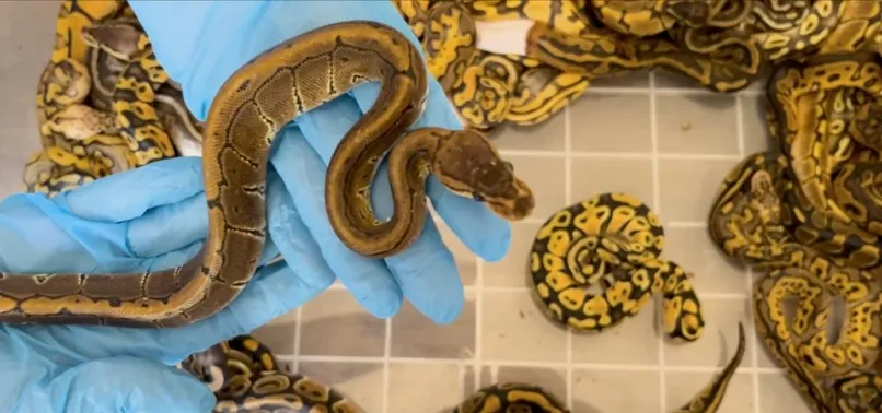 37 LIVE SNAKES FOUND IN SUITCASE AT AIRPORT