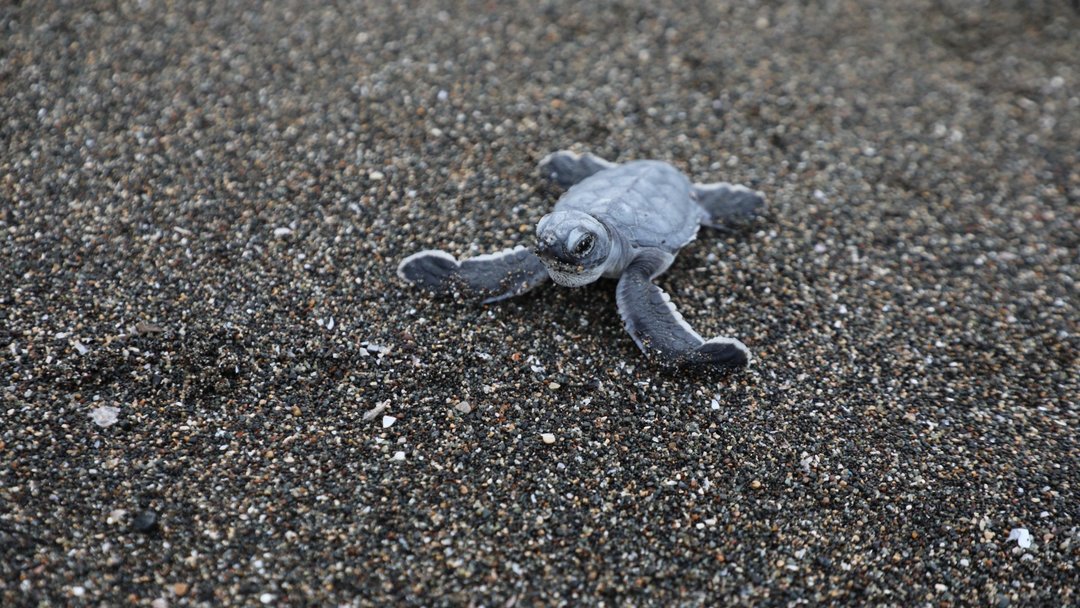 CARETTA CARETTALAR KORUNUYOR