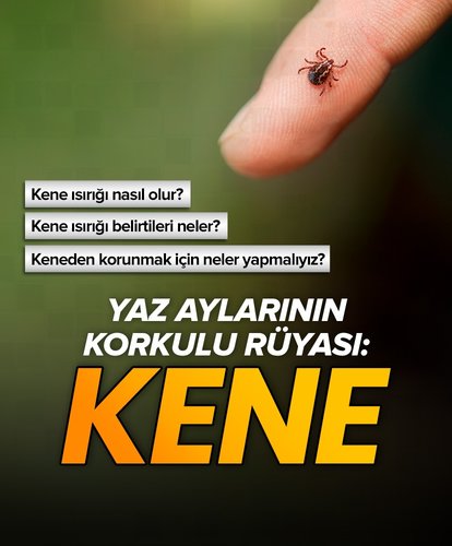 Yaz aylarının korkulu rüyası: Kene