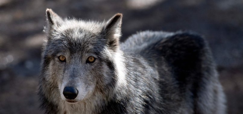 LIKE DOGS, WOLVES RECOGNIZE FAMILIAR HUMAN VOICES