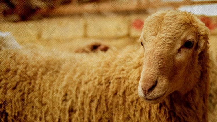 Tesmiye ne demektir? Müslümanların hayvan keserken Allah’ın adını anması şart mıdır?