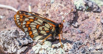 Endangered butterfly observed in Turkey 50 years later