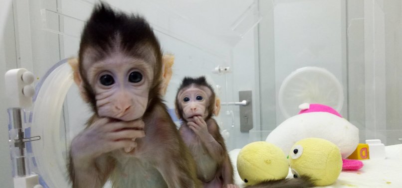 CHINESE SCIENTISTS CLONE MONKEYS, BREAKING BARRIERS TO CLONE HUMANS