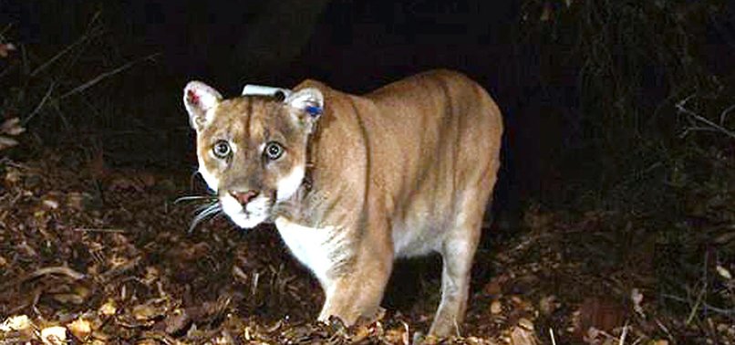 FAMED LA MOUNTAIN LION EUTHANIZED FOLLOWING HEALTH PROBLEMS