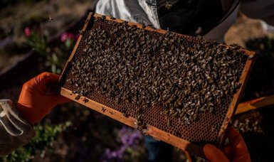'Soul relief': Bees help mentally ill on Greek island