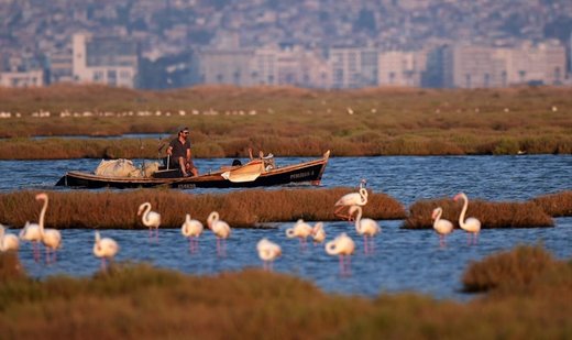 Guests of the Gediz Delta: Flamingos