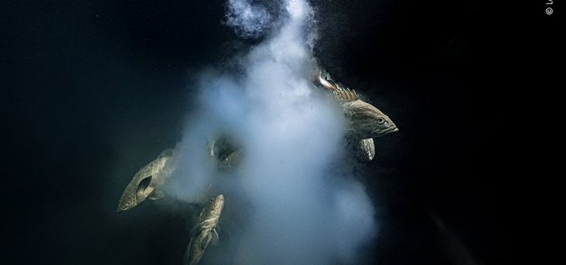 FRENCH BIOLOGIST WINS WILDLIFE PHOTO AWARD WITH ENIGMATIC FISH