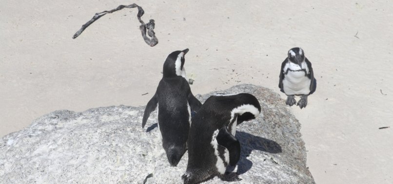 EXPERTS: AFRICAN PENGUINS MAY GO EXTINCT IN NEXT FEW DECADES
