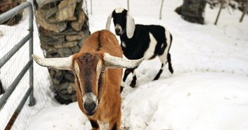 Vermont town elects goat as honorary mayor