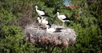 Turkey’s only ‘stork festival’ ends in Bursa