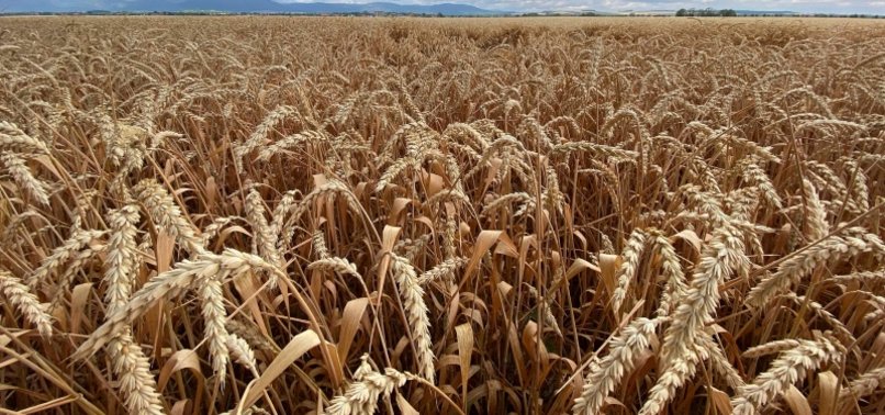UKRAINE AND RUSSIA TO SIGN ELUSIVE GRAIN DEAL IN ISTANBUL